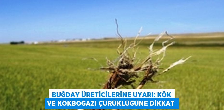BUĞDAY ÜRETİCİLERİNE UYARI: KÖK VE KÖKBOĞAZI ÇÜRÜKLÜĞÜNE DİKKAT