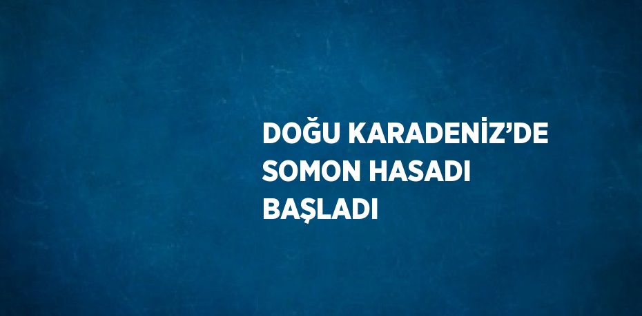 DOĞU KARADENİZ’DE SOMON HASADI BAŞLADI
