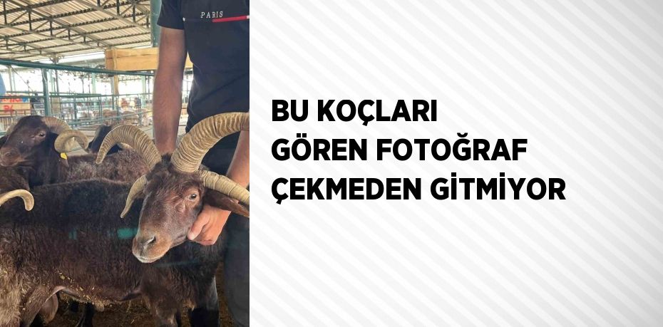 BU KOÇLARI GÖREN FOTOĞRAF ÇEKMEDEN GİTMİYOR