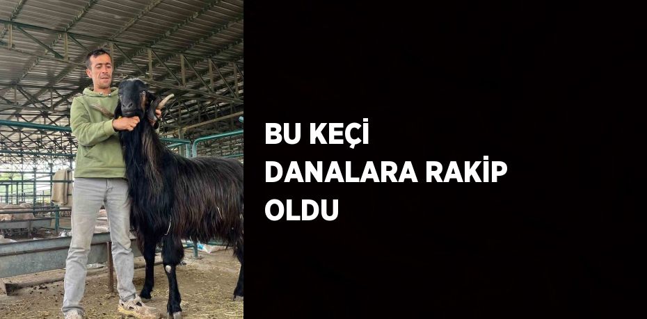 BU KEÇİ DANALARA RAKİP OLDU