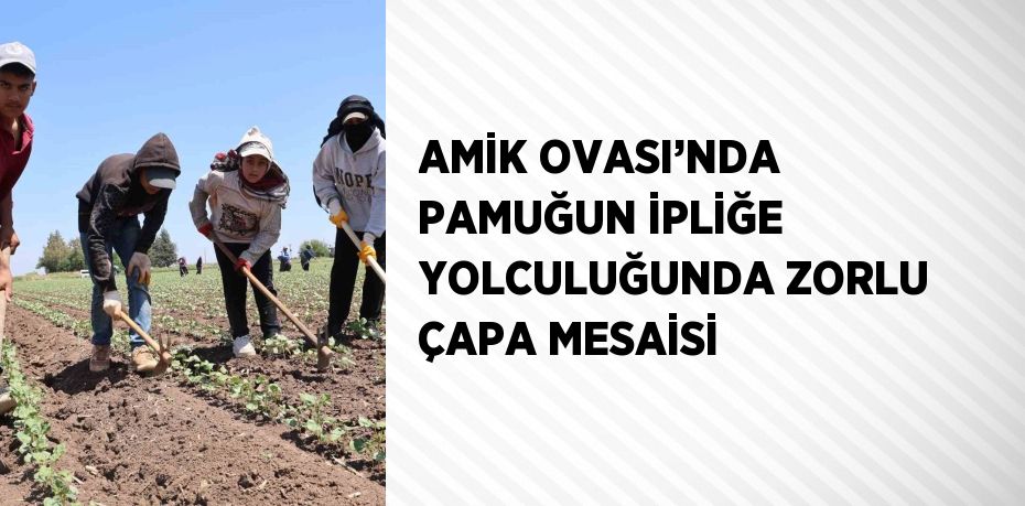 AMİK OVASI’NDA PAMUĞUN İPLİĞE YOLCULUĞUNDA ZORLU ÇAPA MESAİSİ