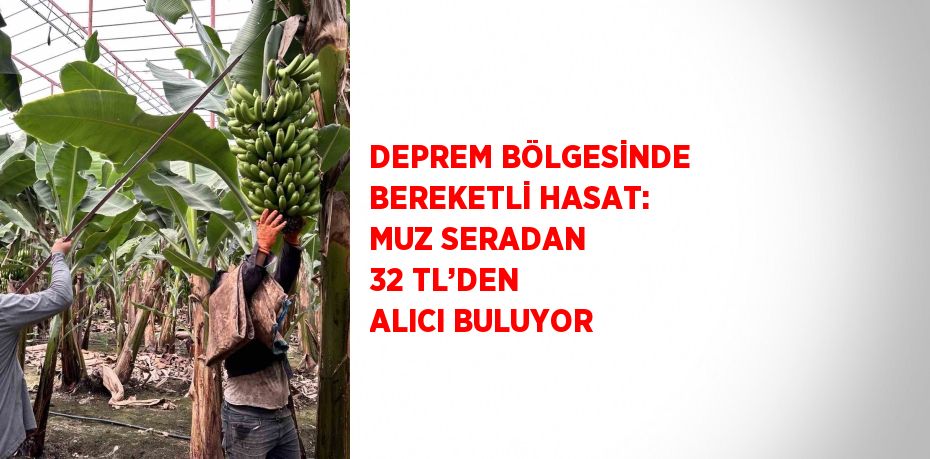 DEPREM BÖLGESİNDE BEREKETLİ HASAT: MUZ SERADAN 32 TL’DEN ALICI BULUYOR