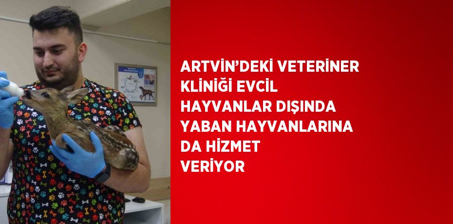 ARTVİN’DEKİ VETERİNER KLİNİĞİ EVCİL HAYVANLAR DIŞINDA YABAN HAYVANLARINA DA HİZMET VERİYOR