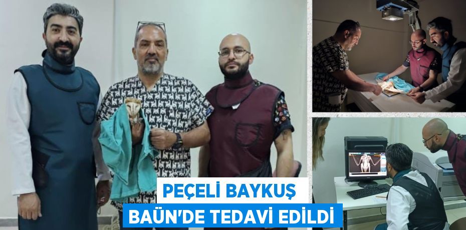 PEÇELİ BAYKUŞ  BAÜN’DE TEDAVİ EDİLDİ