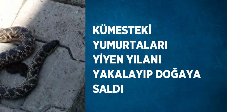 KÜMESTEKİ YUMURTALARI YİYEN YILANI YAKALAYIP DOĞAYA SALDI