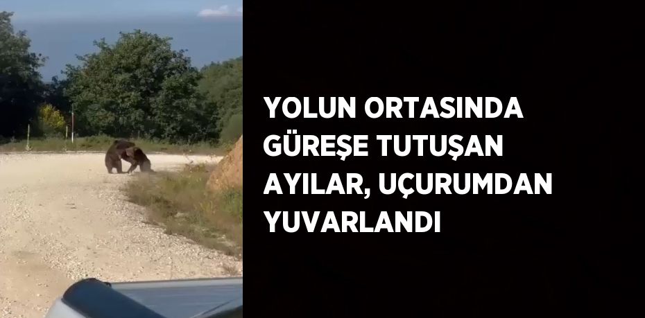 YOLUN ORTASINDA GÜREŞE TUTUŞAN AYILAR, UÇURUMDAN YUVARLANDI
