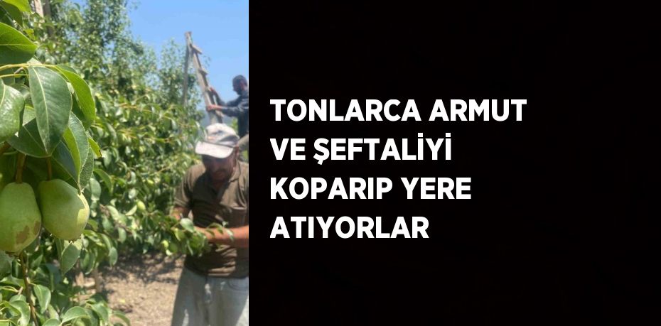 TONLARCA ARMUT VE ŞEFTALİYİ KOPARIP YERE ATIYORLAR