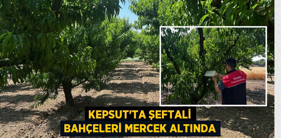 KEPSUT'TA ŞEFTALİ BAHÇELERİ MERCEK ALTINDA