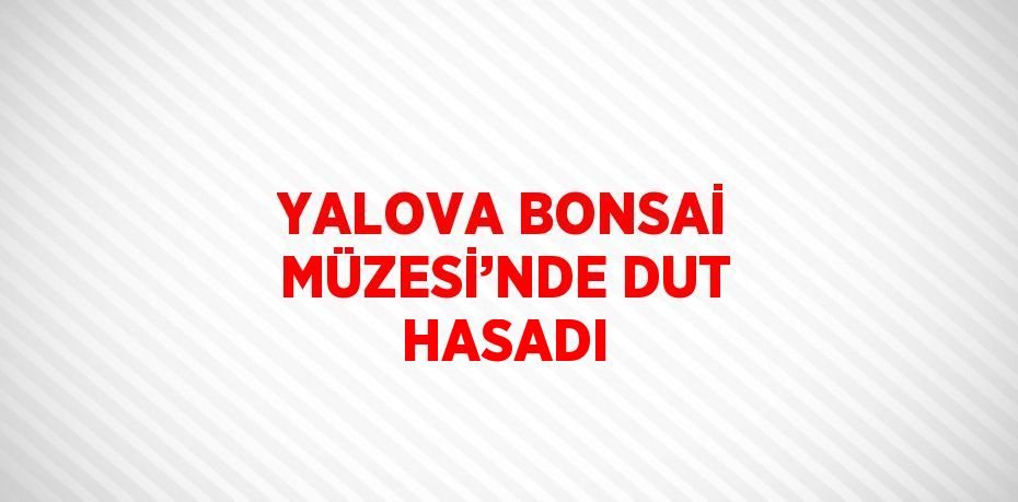 YALOVA BONSAİ MÜZESİ’NDE DUT HASADI