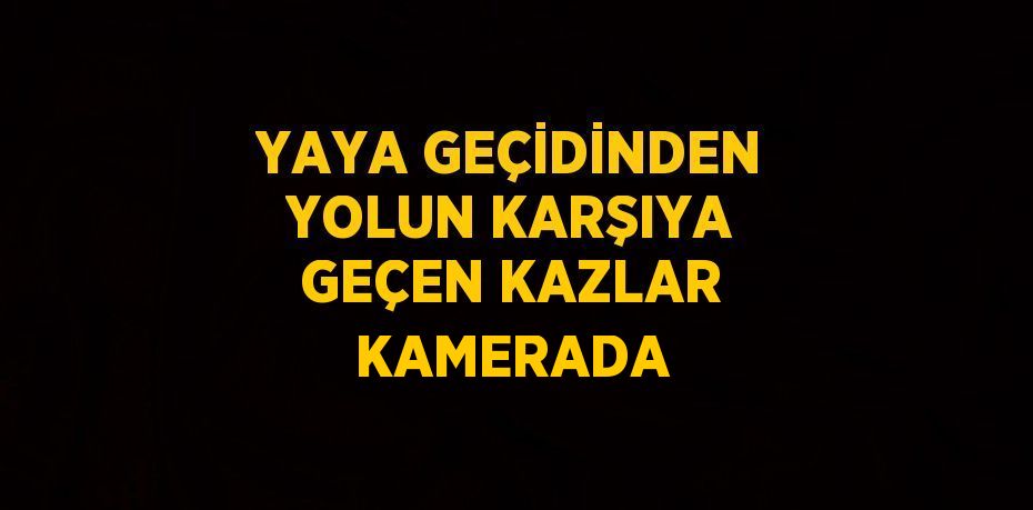 YAYA GEÇİDİNDEN YOLUN KARŞIYA GEÇEN KAZLAR KAMERADA