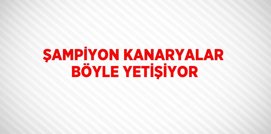 ŞAMPİYON KANARYALAR BÖYLE YETİŞİYOR