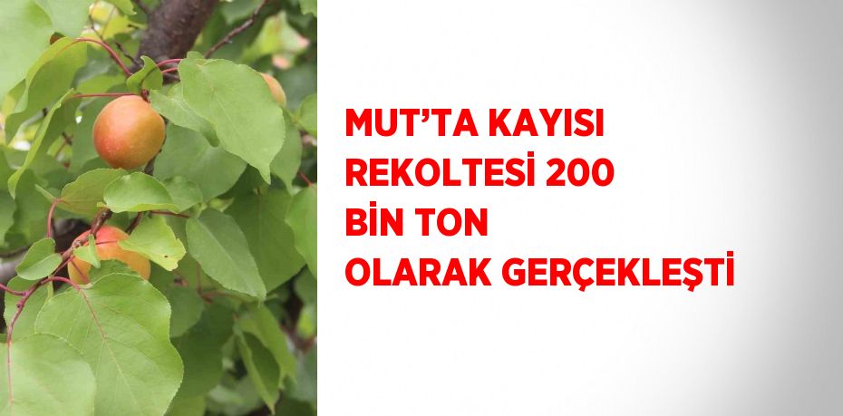 MUT’TA KAYISI REKOLTESİ 200 BİN TON OLARAK GERÇEKLEŞTİ