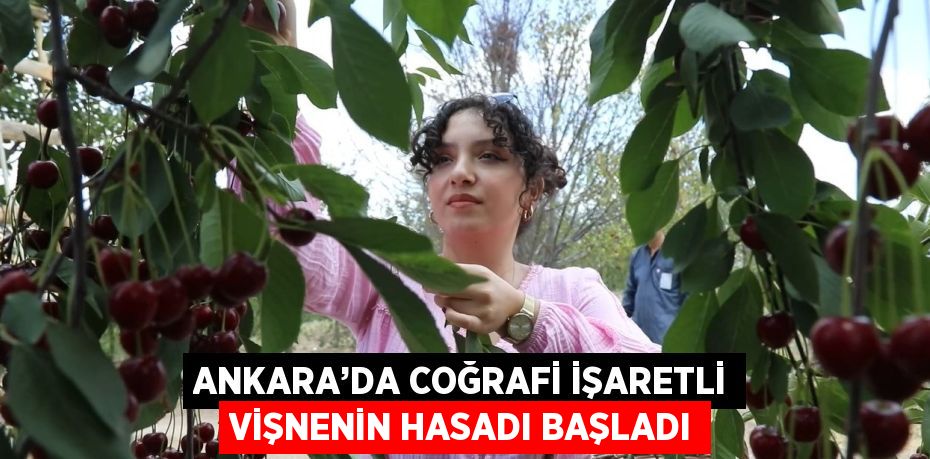 ANKARA’DA COĞRAFİ İŞARETLİ VİŞNENİN HASADI BAŞLADI