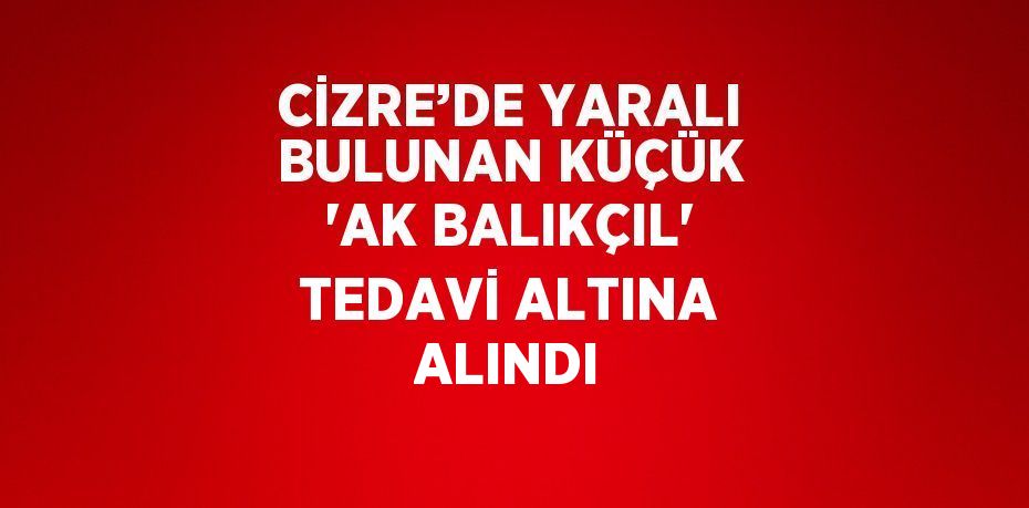 CİZRE’DE YARALI BULUNAN KÜÇÜK 'AK BALIKÇIL' TEDAVİ ALTINA ALINDI