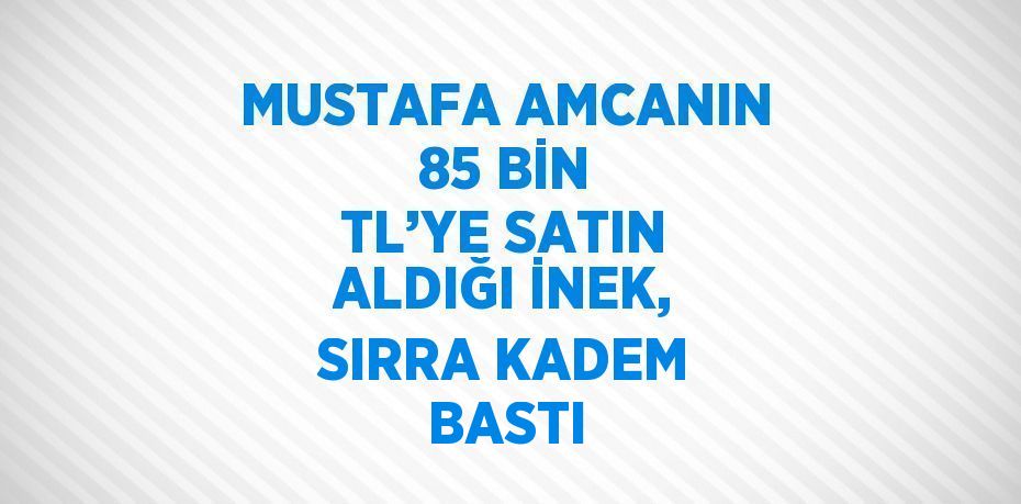 MUSTAFA AMCANIN 85 BİN TL’YE SATIN ALDIĞI İNEK, SIRRA KADEM BASTI