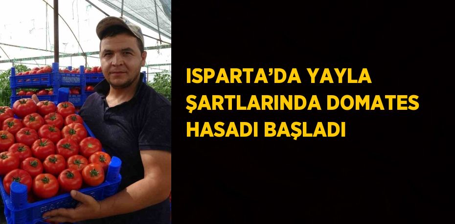 ISPARTA’DA YAYLA ŞARTLARINDA DOMATES HASADI BAŞLADI