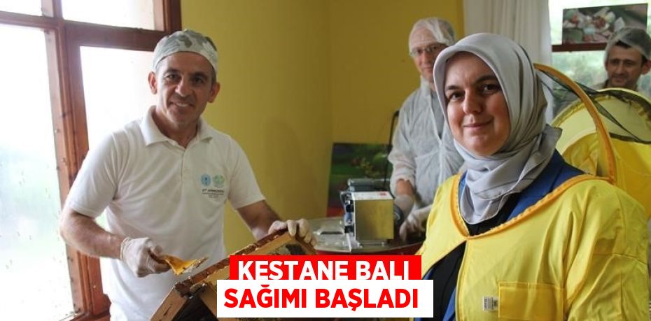 KESTANE BALI SAĞIMI BAŞLADI