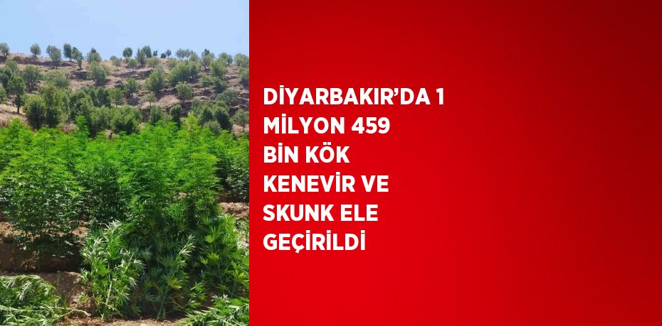 DİYARBAKIR’DA 1 MİLYON 459 BİN KÖK KENEVİR VE SKUNK ELE GEÇİRİLDİ