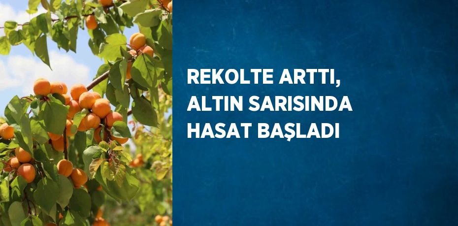 REKOLTE ARTTI, ALTIN SARISINDA HASAT BAŞLADI