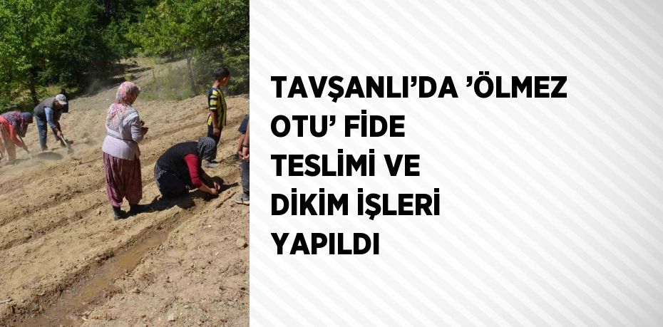 TAVŞANLI’DA ’ÖLMEZ OTU’ FİDE TESLİMİ VE DİKİM İŞLERİ YAPILDI