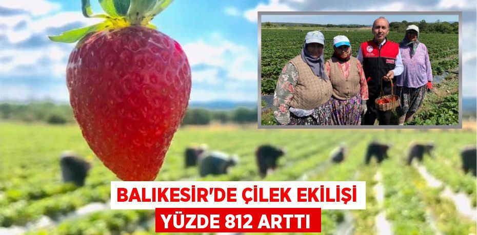 BALIKESİR’DE ÇİLEK EKİLİŞİ YÜZDE 812 ARTTI