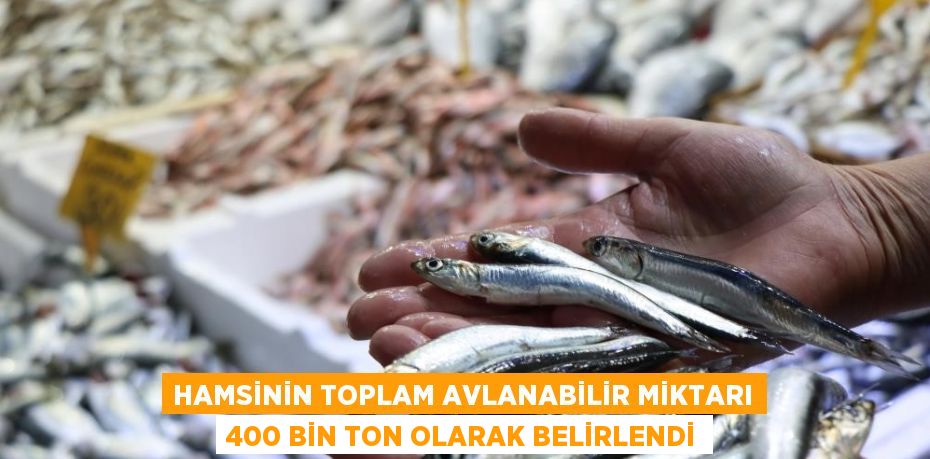 HAMSİNİN TOPLAM AVLANABİLİR MİKTARI 400 BİN TON OLARAK BELİRLENDİ