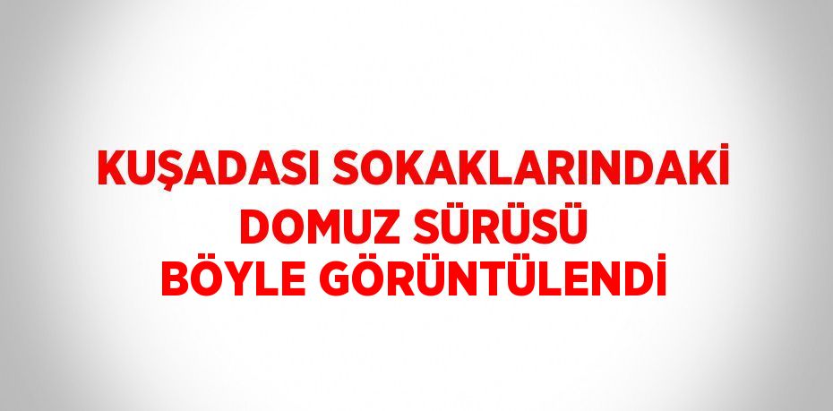 KUŞADASI SOKAKLARINDAKİ DOMUZ SÜRÜSÜ BÖYLE GÖRÜNTÜLENDİ