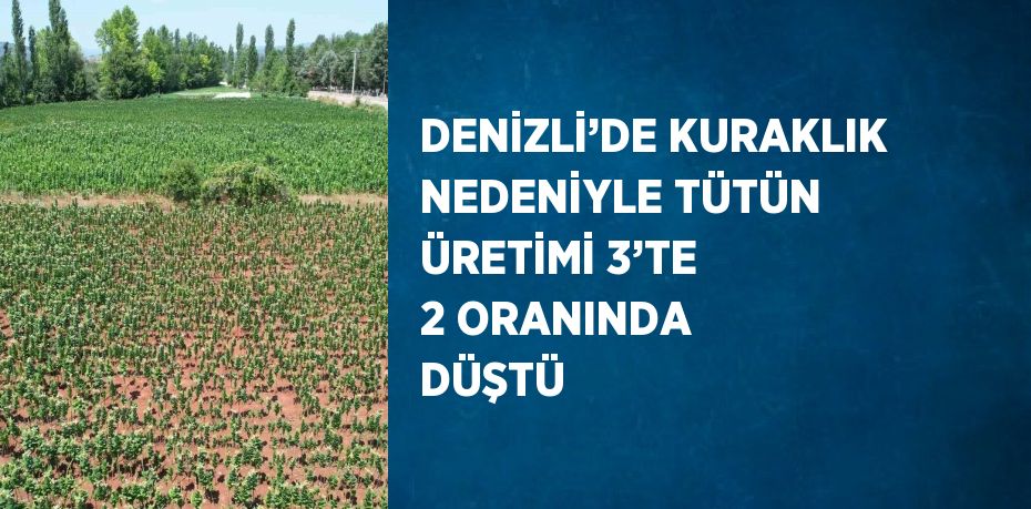 DENİZLİ’DE KURAKLIK NEDENİYLE TÜTÜN ÜRETİMİ 3’TE 2 ORANINDA DÜŞTÜ