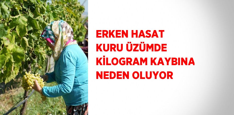 ERKEN HASAT KURU ÜZÜMDE KİLOGRAM KAYBINA NEDEN OLUYOR