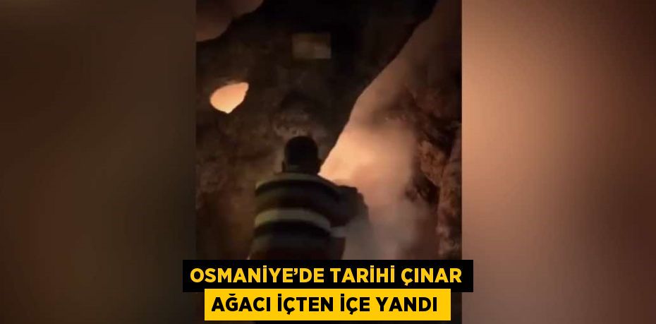 OSMANİYE’DE TARİHİ ÇINAR AĞACI İÇTEN İÇE YANDI