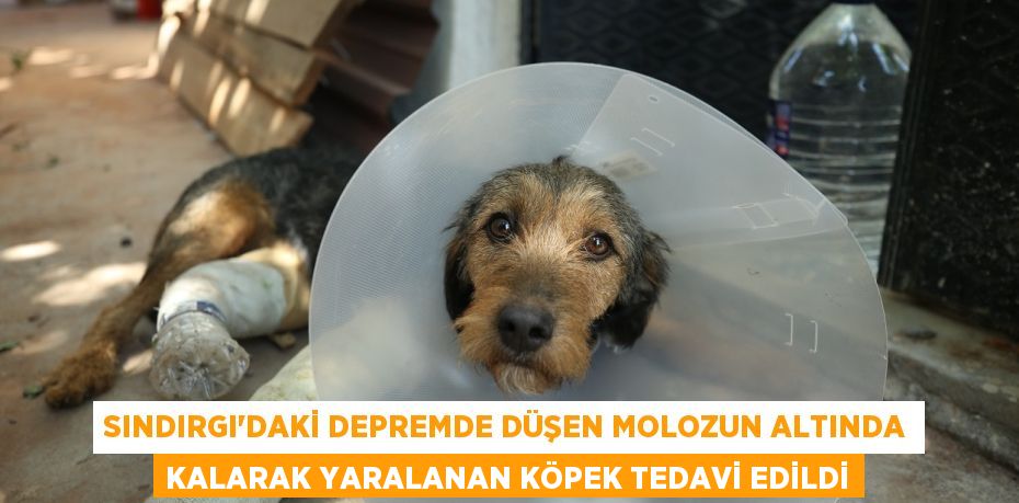 Sındırgı'daki depremde düşen molozun altında kalarak yaralanan köpek tedavi edildi
