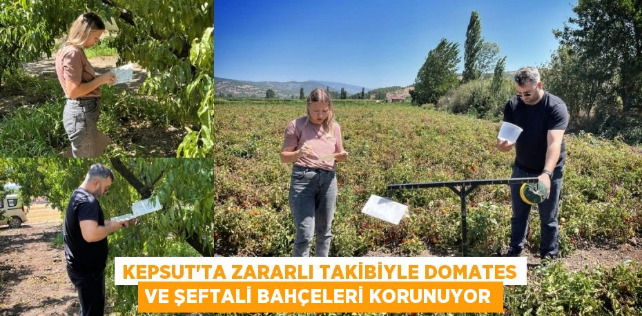 Kepsut'ta Zararlı Takibiyle Domates ve Şeftali Bahçeleri Korunuyor