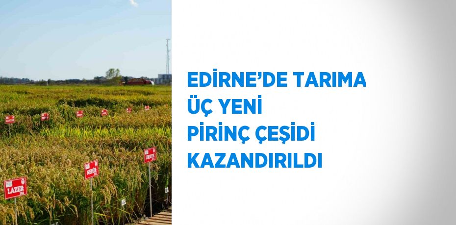 EDİRNE’DE TARIMA ÜÇ YENİ PİRİNÇ ÇEŞİDİ KAZANDIRILDI