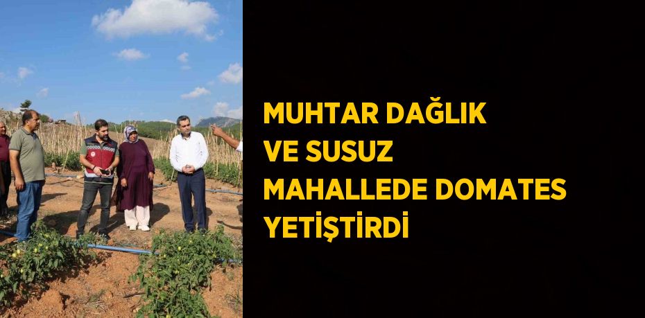 MUHTAR DAĞLIK VE SUSUZ MAHALLEDE DOMATES YETİŞTİRDİ