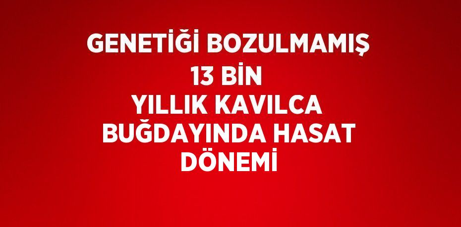 GENETİĞİ BOZULMAMIŞ 13 BİN YILLIK KAVILCA BUĞDAYINDA HASAT DÖNEMİ