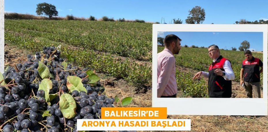 BALIKESİR’DE    ARONYA HASADI BAŞLADI