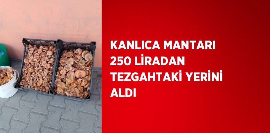 KANLICA MANTARI 250 LİRADAN TEZGAHTAKİ YERİNİ ALDI