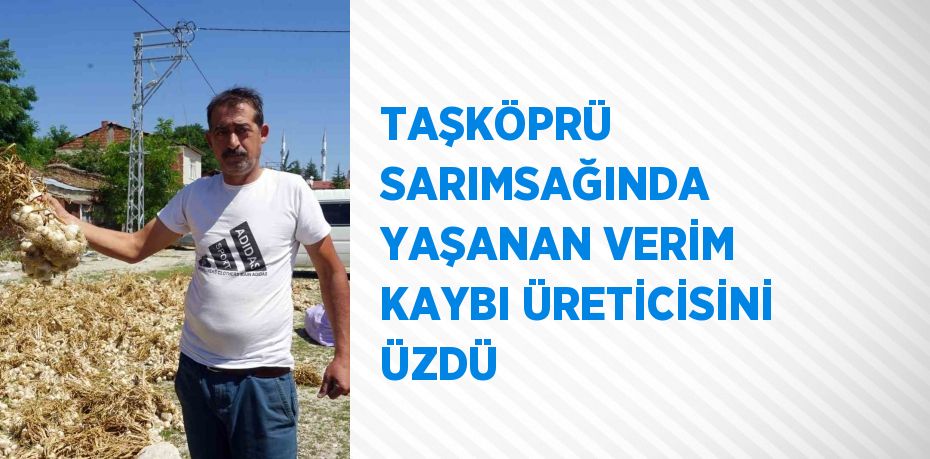 TAŞKÖPRÜ SARIMSAĞINDA YAŞANAN VERİM KAYBI ÜRETİCİSİNİ ÜZDÜ