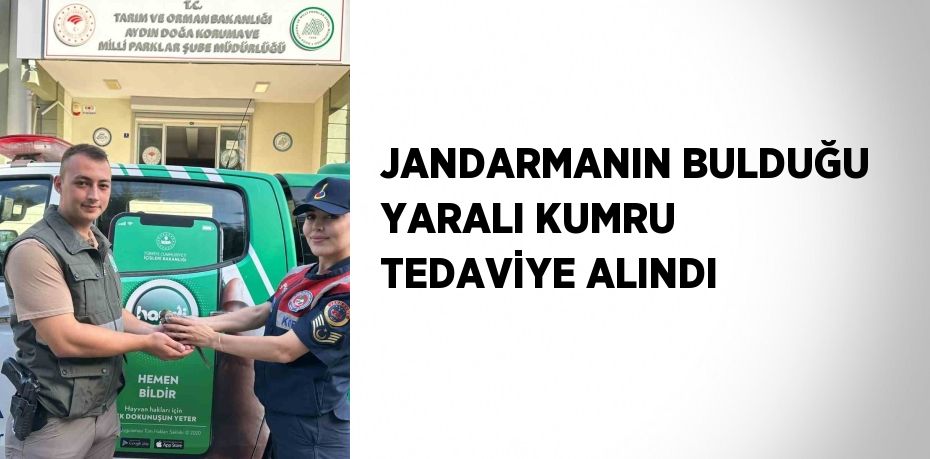 JANDARMANIN BULDUĞU YARALI KUMRU TEDAVİYE ALINDI