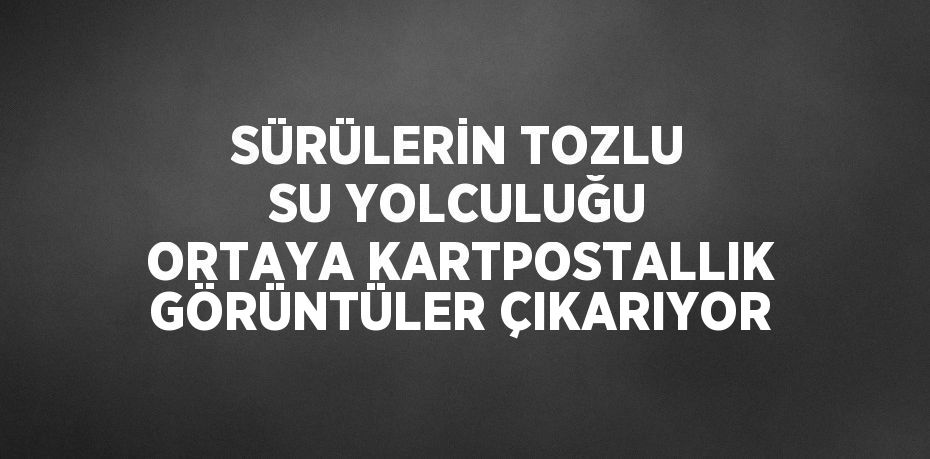 SÜRÜLERİN TOZLU SU YOLCULUĞU ORTAYA KARTPOSTALLIK GÖRÜNTÜLER ÇIKARIYOR