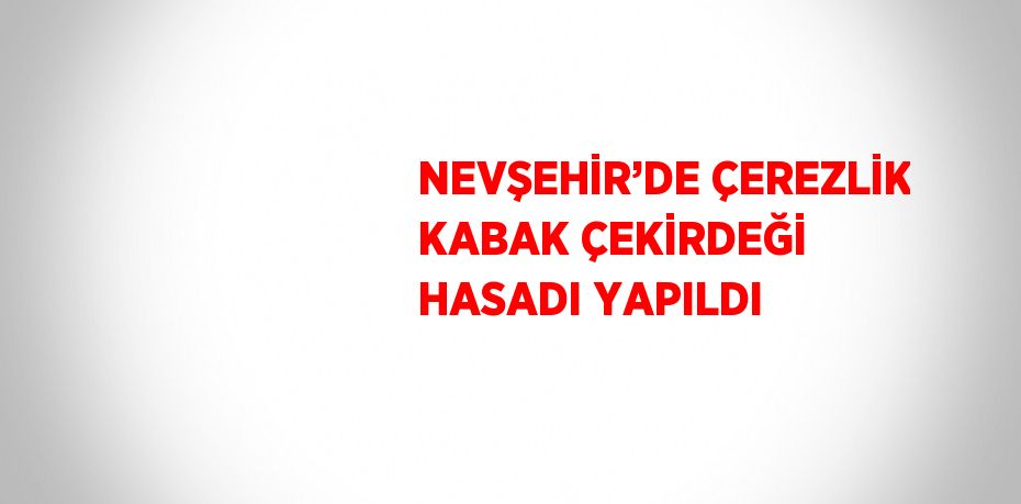 NEVŞEHİR’DE ÇEREZLİK KABAK ÇEKİRDEĞİ HASADI YAPILDI