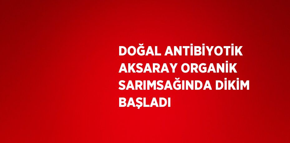 DOĞAL ANTİBİYOTİK AKSARAY ORGANİK SARIMSAĞINDA DİKİM BAŞLADI