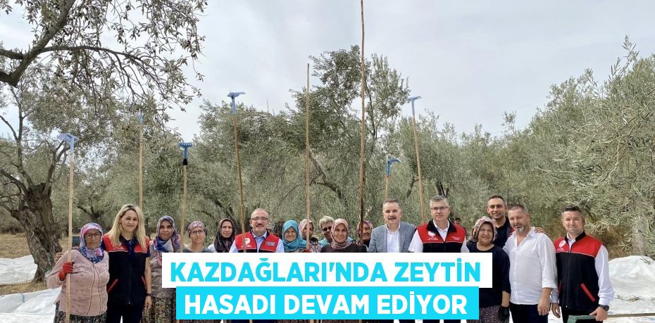 KAZDAĞLARI'NDA ZEYTİN HASADI DEVAM EDİYOR