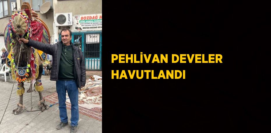 PEHLİVAN DEVELER HAVUTLANDI