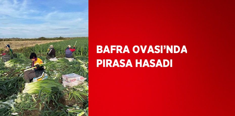 BAFRA OVASI’NDA PIRASA HASADI