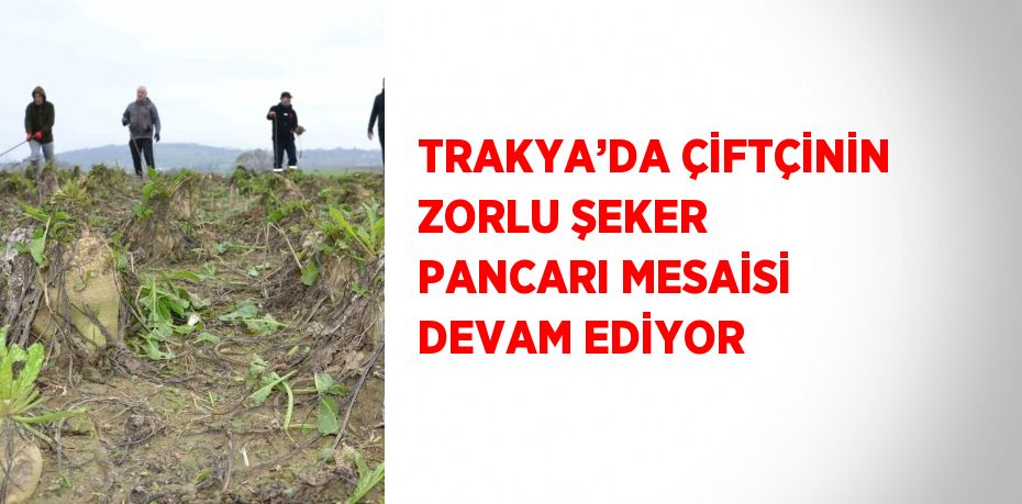 TRAKYA’DA ÇİFTÇİNİN ZORLU ŞEKER PANCARI MESAİSİ DEVAM EDİYOR