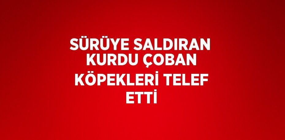 SÜRÜYE SALDIRAN KURDU ÇOBAN KÖPEKLERİ TELEF ETTİ