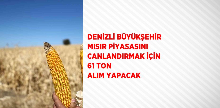 DENİZLİ BÜYÜKŞEHİR MISIR PİYASASINI CANLANDIRMAK İÇİN 61 TON ALIM YAPACAK