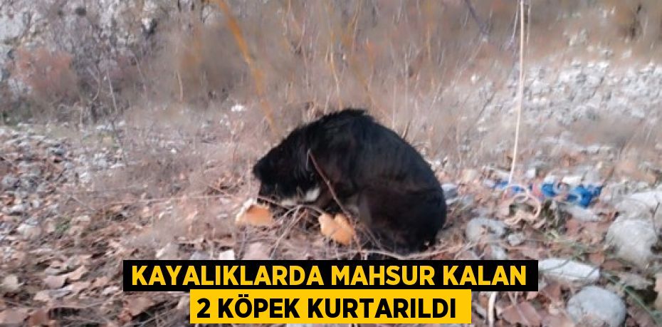 KAYALIKLARDA MAHSUR KALAN 2 KÖPEK KURTARILDI