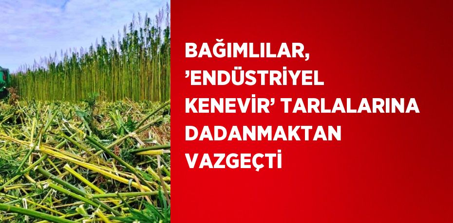 BAĞIMLILAR, ’ENDÜSTRİYEL KENEVİR’ TARLALARINA DADANMAKTAN VAZGEÇTİ